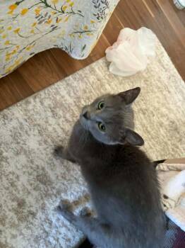 Domestic Short Hair Cats Available for Adoption in Huntington, Indiana - Sushi | PetCurious