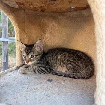 Marcia -  Domestic Short Hair Cat for Adoption in Pleasanton, California - Marcia | PetCurious