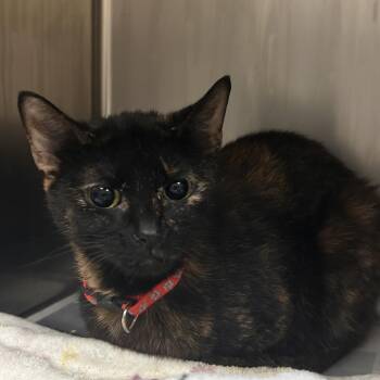 torti red -  Domestic Short Hair Cat for Adoption in Galveston, Texas - Torti Red | PetCurious