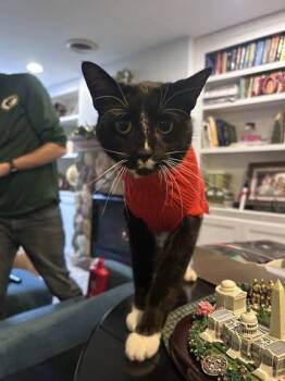 Daisy Dukes -  Domestic Short Hair Cat for Adoption in Gwinn, Michigan - Daisy Dukes | PetCurious