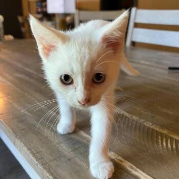 Rescue Siamese Cats for Adoption in Warr Acres, Oklahoma - Marshmallow | PetCurious