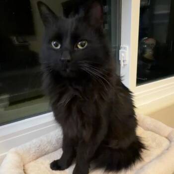 Domestic Long Hair Cats Available for Adoption - Sweet Willow | PetCurious