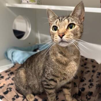 Melanie -  Domestic Short Hair and Tabby Cat for Adoption in Penn Yan, New York - Melanie | PetCurious