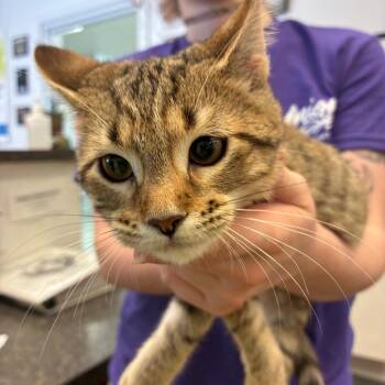 Poplar -  Domestic Short Hair Cat for Adoption in Morganfield, Kentucky - Poplar | PetCurious