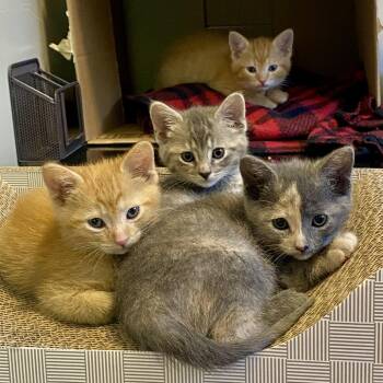 Sprinkles C11887 -  Domestic Short Hair Cat for Adoption - Sprinkles C11887 | PetCurious