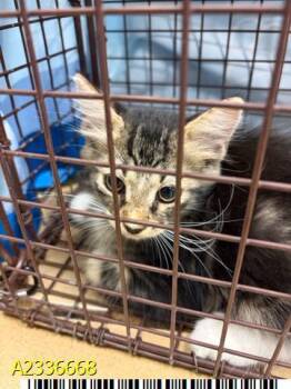 BO -  Domestic Medium Hair Cat for Adoption in West Palm Beach, Florida - BO | PetCurious