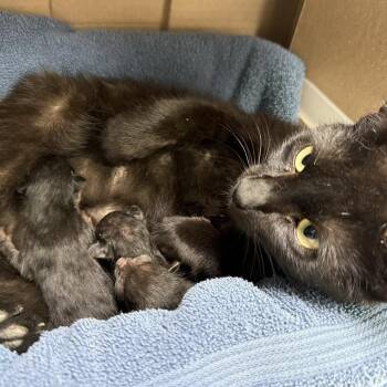 Blue Gumdrop Lady -  Domestic Short Hair Cat for Adoption in Austin, Texas - Blue Gumdrop Lady | PetCurious