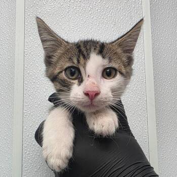 Lumos -  Domestic Short Hair Cat Available for Adoption in Abilene, Texas - Lumos | PetCurious