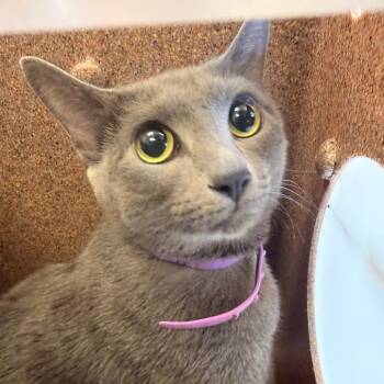 Thunder -  Domestic Short Hair Cat for Adoption in Birmingham, Alabama - Thunder | PetCurious