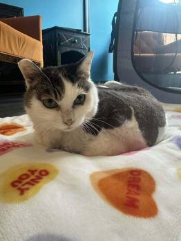 Hypatia -  Domestic Short Hair Cat for Adoption in St. Peters, Missouri - Hypatia | PetCurious