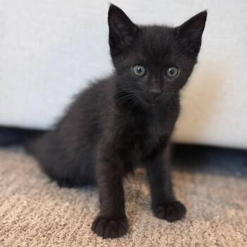 Madonna -  Domestic Short Hair Cat for Adoption in Nampa, Idaho - Madonna | PetCurious