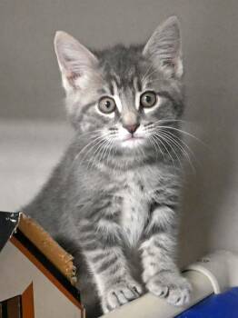 Bubba -  Domestic Short Hair Cat for Adoption in Bloomingdale, New Jersey - Bubba | PetCurious