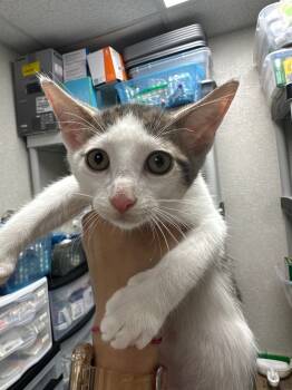 Rescue Domestic Short Hair Cats for Adoption in Pomona, New York - Whiskers | PetCurious