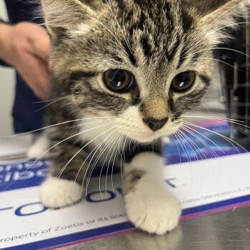 Pretzel -  Domestic Short Hair Cat for Adoption in Hamilton, Ontario - Pretzel | PetCurious