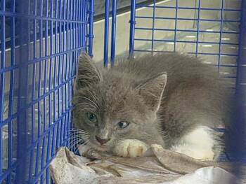 GROVER -  Domestic Short Hair Cat for Adoption in Fort Lauderdale, Florida - GROVER | PetCurious