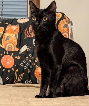 Rescue Domestic Short Hair Cats for Adoption in Syracuse, New York - Mazikeen | PetCurious