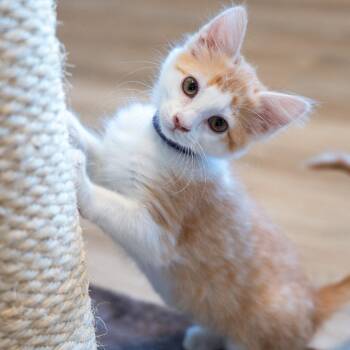 Satsuma -  Domestic Medium Hair Cat for Adoption in Durango, Colorado - Satsuma | PetCurious