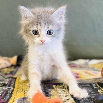 Rescue Domestic Long Hair Cats for Adoption in Alpine, Texas - Malory | PetCurious