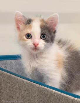 Diamond -  Calico and Domestic Short Hair Cat for Adoption in Campbell, California - Diamond | PetCurious