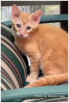 Flynn -  Domestic Short Hair Cat for Adoption in Oak Ridge, Tennessee - Flynn | PetCurious