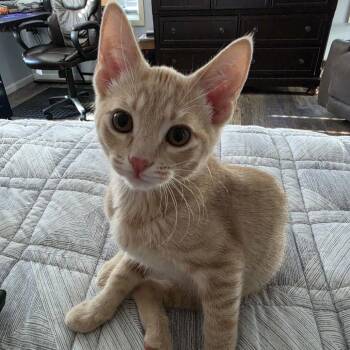 Mario -  Domestic Short Hair Cat for Adoption in Chicago, Illinois - Mario | PetCurious
