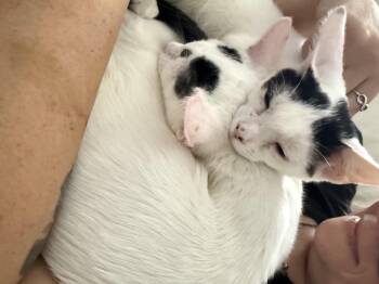 Rescue Domestic Short Hair Cats for Adoption in Maitland, Florida - Brows And Domino | PetCurious