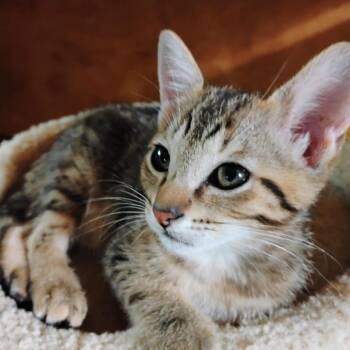 Henry -  Domestic Short Hair Cat for Adoption in Port Charlotte, Florida - Henry | PetCurious
