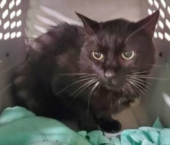 Rescue Domestic Short Hair Cats for Adoption in Butte, Montana - Alex | PetCurious