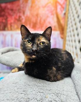 Rescue Domestic Short Hair Cats for Adoption in Chicago, Illinois - Fish | PetCurious
