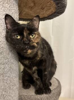Rescue Domestic Short Hair Cats for Adoption in Lowell, Massachusetts - Chanel | PetCurious
