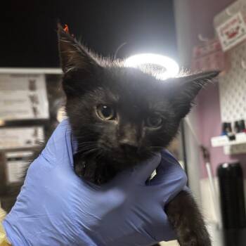 Phantom -  Domestic Short Hair Cat for Adoption in Salt Lake City, Utah - Phantom | PetCurious
