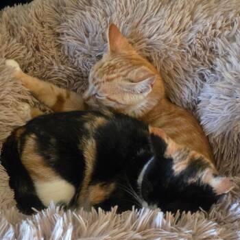 Golden -  Domestic Short Hair Cat for Adoption in Cathlamet, Washington - Golden | PetCurious