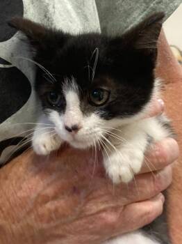 Monkey -  Domestic Short Hair Cat for Adoption in Burnsville, North Carolina - Monkey | PetCurious