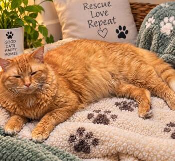 Tigger -  Domestic Short Hair Cat for Adoption in Hudson, New Hampshire - Tigger | PetCurious