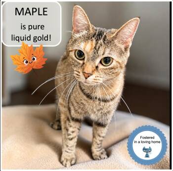 Maple -  Torbie Cat Available for Adoption in Cincinnati, Ohio - Maple | PetCurious