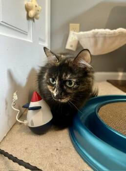 Rainbow -  Domestic Medium Hair Cat for Adoption in Blaine, Minnesota - Rainbow | PetCurious
