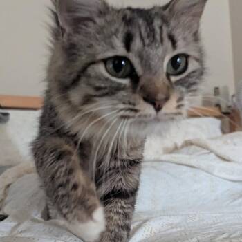 Venus de Meowlo -  Domestic Long Hair Cat for Adoption in Reisterstown, Maryland - Venus De Meowlo | PetCurious