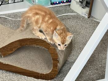 Dragon -  Domestic Short Hair Cat for Adoption in Fruit Heights, Utah - Dragon | PetCurious