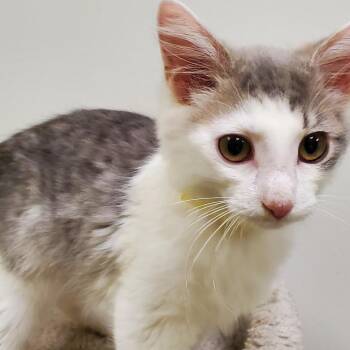 Clara -  Domestic Medium Hair Cat for Adoption in Carmel, Indiana - Clara | PetCurious