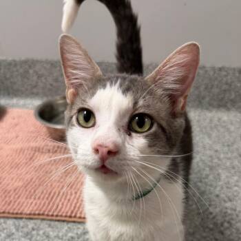 Bamboozled -  Domestic Short Hair Cat for Adoption in Wichita, Kansas - Bamboozled | PetCurious
