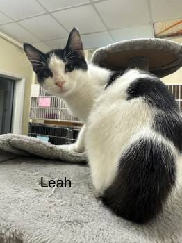 Leah -  Domestic Short Hair Cat for Adoption in Ulster, Pennsylvania - Leah | PetCurious
