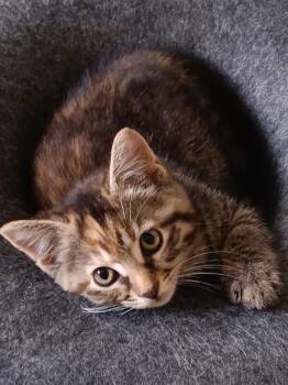 Gracie -  Domestic Medium Hair Cat for Adoption in Seven Valleys, Pennsylvania - Gracie | PetCurious