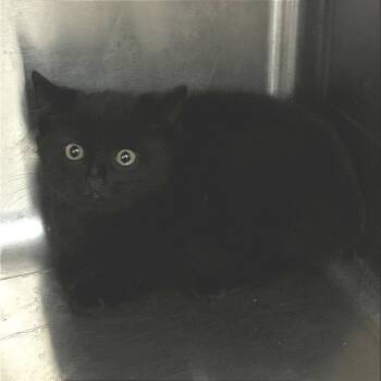 Sansy -  Domestic Short Hair Cat for Adoption in Chattanooga, Tennessee - Sansy | PetCurious
