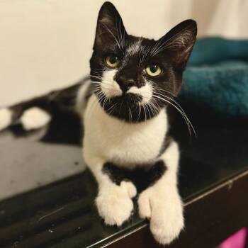 Eclair -  Tuxedo Cat for Adoption in Los Angeles, California - Eclair | PetCurious