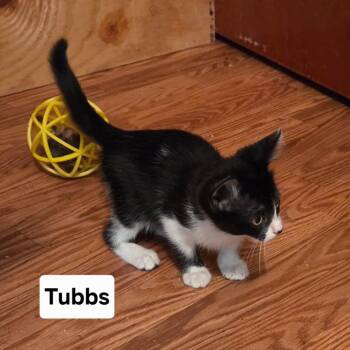 Tubbs -  Domestic Short Hair Cat for Adoption in NEW PT RICHEY, Florida - Tubbs | PetCurious