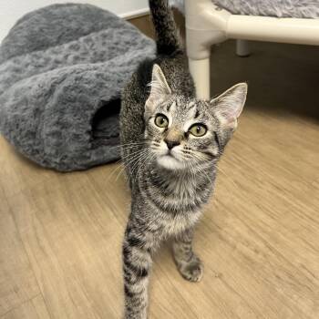 Bro -  Domestic Short Hair Cat for Adoption in Oneonta, New York - Bro | PetCurious