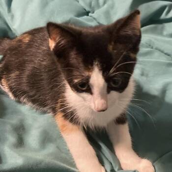 Poppy Dyal-KV -  Domestic Short Hair Cat for Adoption in Tallahassee, Florida - Poppy Dyal-KV | PetCurious