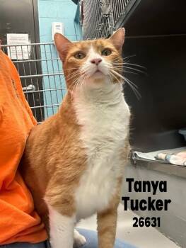 Tanya Tucker -  Domestic Short Hair Cat Available for Adoption in Oak Ridge, Tennessee - Tanya Tucker | PetCurious