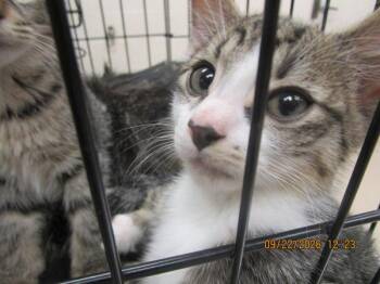 (610) -  Domestic Medium Hair Cat for Adoption in Marietta, Georgia - (610) | PetCurious