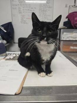 Domestic Short Hair Cats Available for Adoption in West Chester, Pennsylvania - Jinx | PetCurious